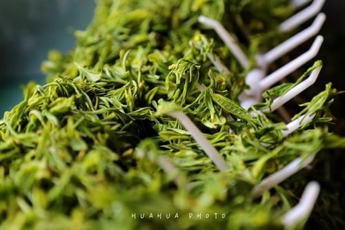 10 Rotot Ġodda tat-Tour tat-Te fix-Shaoxing